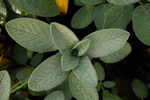 Salvia, i benefici segreti della pianta aromatica
