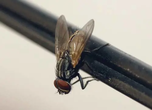 Brindisi come in un film dell’orrore, oscurata da una nuvola nera di  mosche