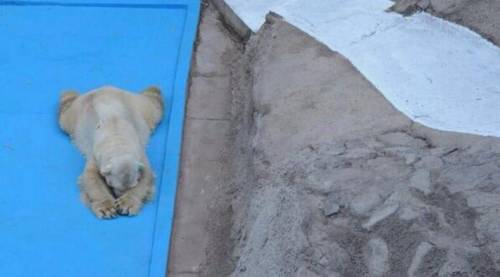 Morto Arturo, l'orso più triste del mondo