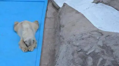 Morto Arturo, l'orso più triste del mondo