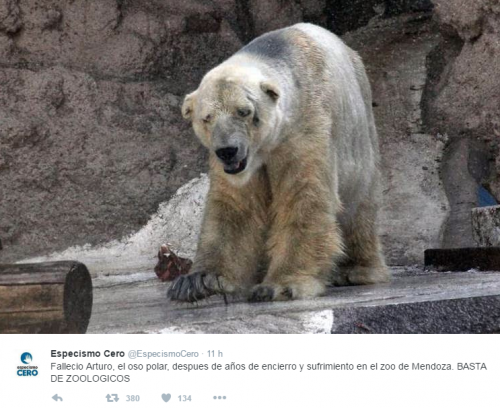 Morto Arturo, l'orso più triste del mondo