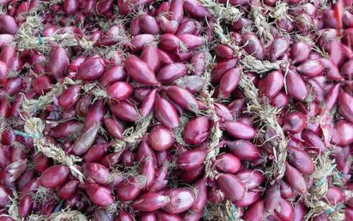 La Cipolla Rossa di Tropea IGP: dai Fenici alle tavole di tutto il mondo