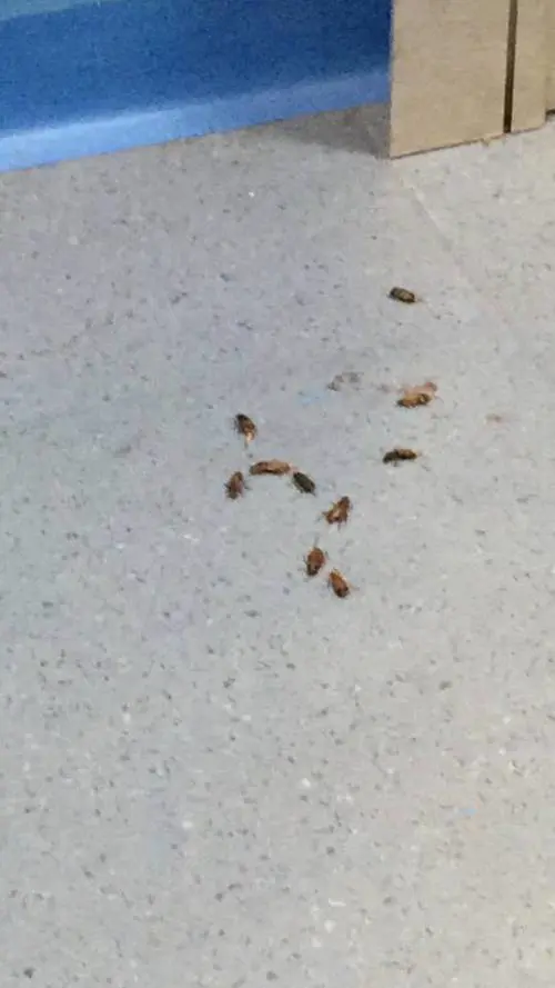 Il pronto soccorso di Brindisi invaso dagli insetti
