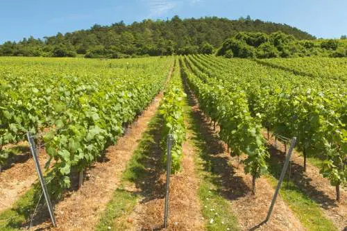 "Séjour de Champagne": l' appuntamento per celebrare il vino più famoso al mondo
