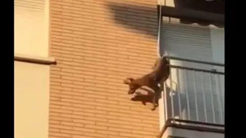 Quel cane solo e affamato che si è gettato nel vuoto