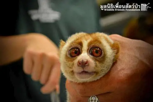 Thailandia, strappati i denti e fratturata la zampa alla "scimmietta dei selfie" Boris