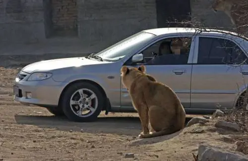 Cina, aggredita e uccisa dalle tigri nel parco naturale: "Era uscita dall'auto per aiutare la figlia"