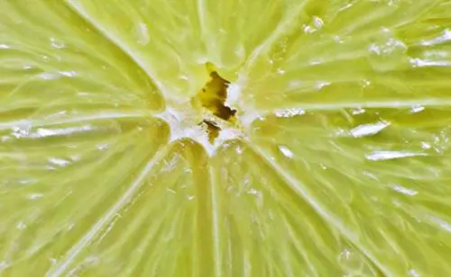Il cedro liscio di Diamante: dalla Calabria un concentrato di proprietà benefiche