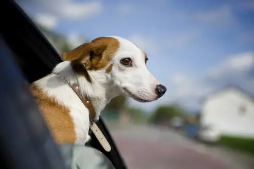 Animali in vacanza: ecco come viaggiare con gli amici a quattro zampe