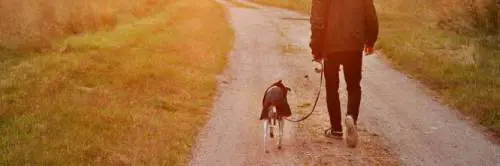 Lasciare Fido solo in giardino adesso è un atto di crudeltà