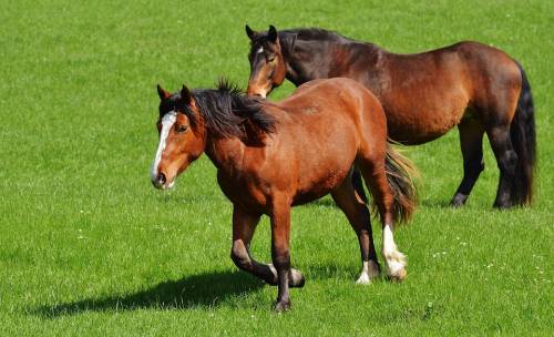 Lega del Cane e Progetto Islander: “Nessuna tutela per i cavalli di Agropoli”