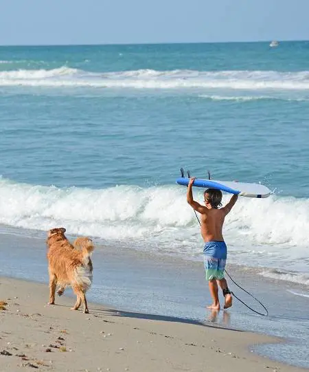 L'Italia al primo posto (al mondo) per abitazioni Airbnb pet friendly