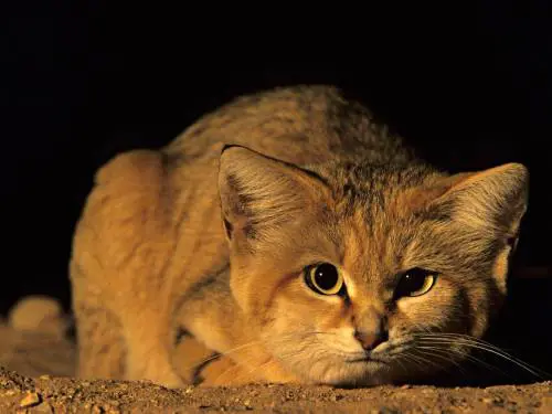 Kattarshians, il Grande Fratello dei gatti