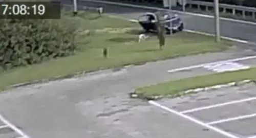 Lasciano cane in strada Il Comune: "Trovateli"