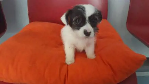 Artù, il jack russel con il mega-esofago