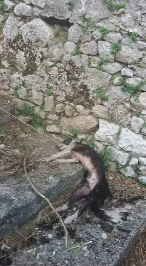 Impicca il cane malato, insorgono gli animalisti