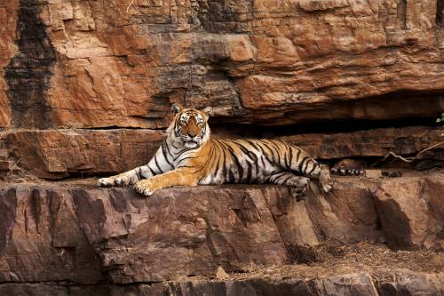 È morta Machli, la tigre in libertà più vecchia al mondo