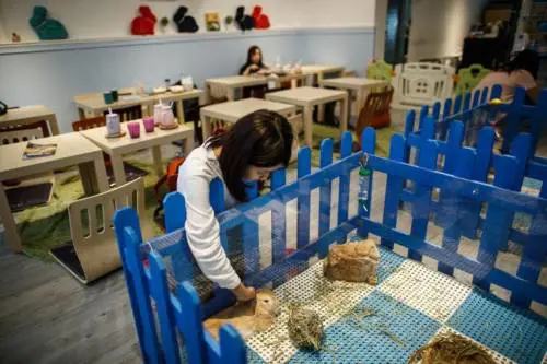 Rabbitland Café, a Hong Kong il primo ristorante con conigli da compagnia