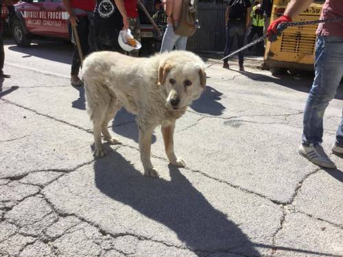 Bravo, il cane estratto dalle macerie che difendeva la casa distrutta