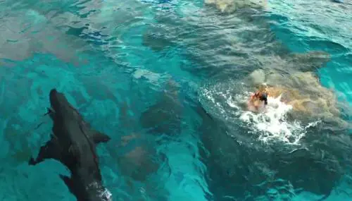 Con "Paradise Beach" lo squalo torna protagonista al cinema 