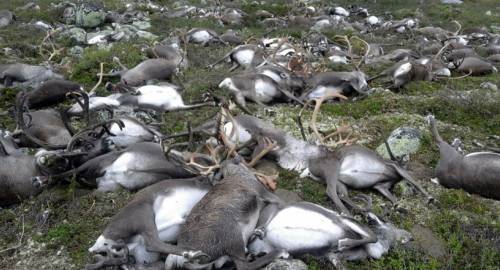 Trecento renne uccise da un solo fulmine in Norvegia