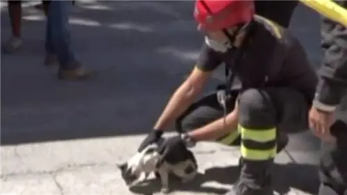 Nel dramma ecco un po' di «Gioia» La gattina ritrovata sotto le macerie