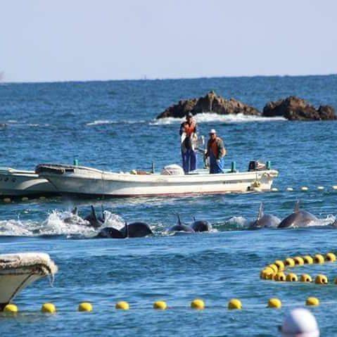 In Giappone inizia la mattanza, uccisi i primi 20 delfini 