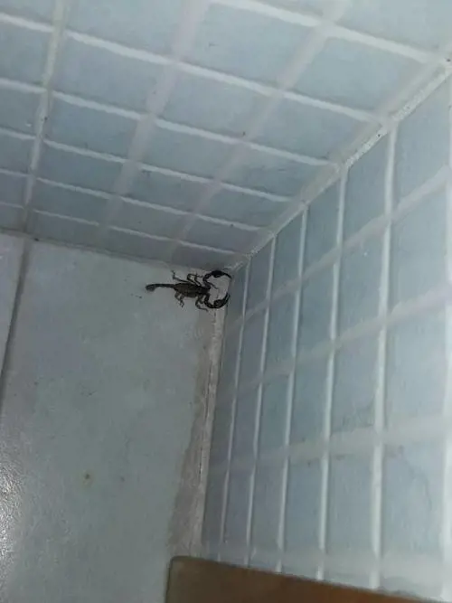 Brindisi, l'ufficio anagrafe invaso dagli scorpioni 