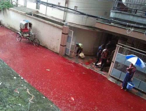 La Festa islamica del Sacrificio riempie di sangue Dhaka