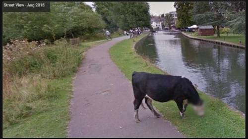 Street view oscura il muso di una vacca. Google: "Tecnologia zelante"