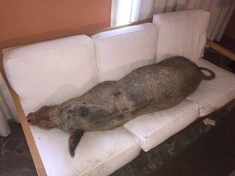 Trovano un maiale in casa disteso a dormire sul divano