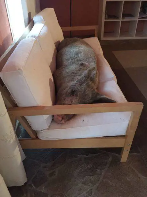 Cattivi odori dal vicino: ​aveva una scrofa e uno "zoo" in casa