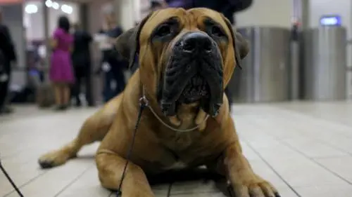 Biella, scoperto giro di "orge con cani e cavalli"