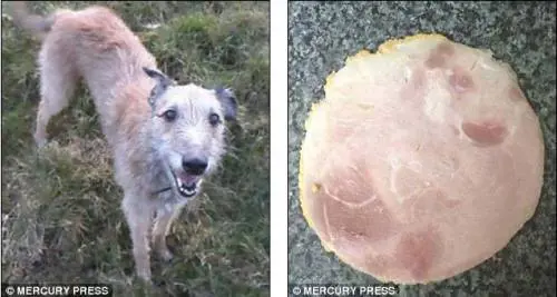 A sinistra il cane Stink; a destra la fetta di prosciutto (clicca per ingrandire)
