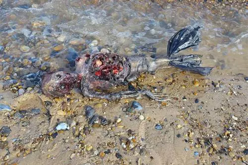 Pescatore trova sulla spiaggia una creatura misteriosa: "È una sirena"