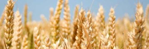Bari, l'invasione del grano extracomunitario