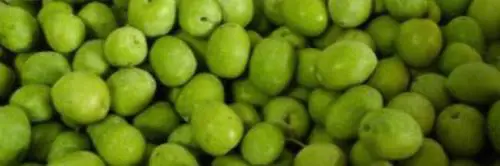 Ladri di olive colti con le mani nel... sacco. Ma la proprietaria li ringrazia