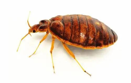 Quelle cimici "cattive" che possono portare alla morte