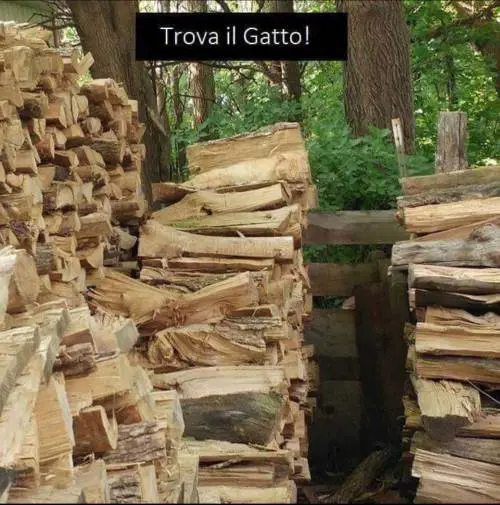 La catasta di legna dove si nasconde un gatto fa impazzire i social