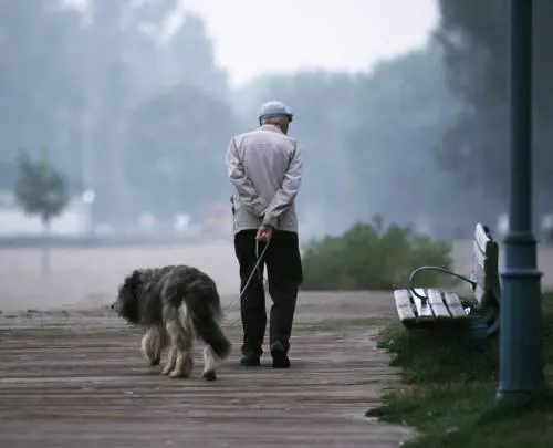Anziani, dubbio bestiale: "E se Fido mi sopravvive?"