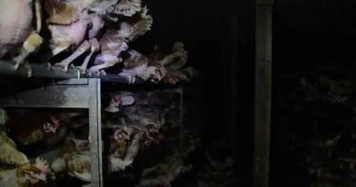"Le stanno mangiando vive". L'orrore nelle aziende di polli