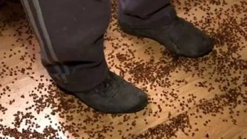 Dopo le cimici nelle case ora è allarme coccinelle