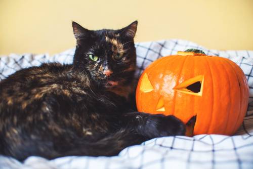 Nella notte di Halloween le streghe le vedono i gatti