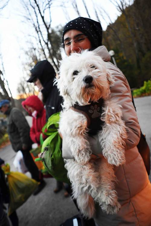 Animali al seguito rifiutati dagli albergatori Appello dell'Enpa: "Anche loro sono sfollati"