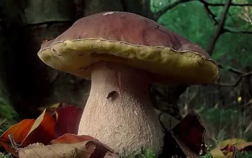 Il fungo porcino di Borgotaro IGP: una perla del sottobosco parmense