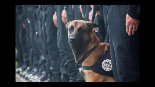 Il Pd boicotta il cane antidroga: "Non lo vogliamo: è fascista"