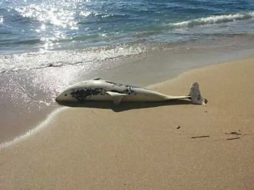 A Taranto trovate sulla spiaggia carcasse di delfini e tartarughe