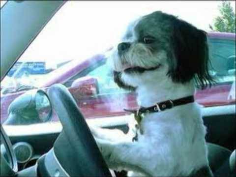 Pensionato chiama i pompieri: "Il cane mi ha chiuso fuori dall'auto"
