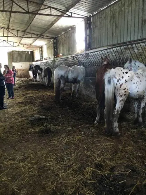 Agropoli, un intervento subito per quegli animali abbandonati