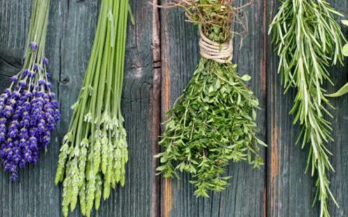 Il centerbe: dalle montagne abruzzesi, il distillato artigianale dei freddi inverni